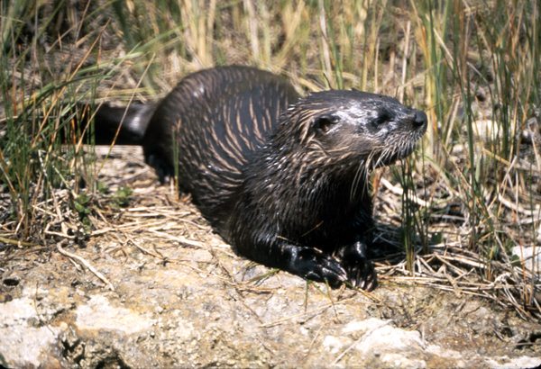 A North American river otter resting beside reeds